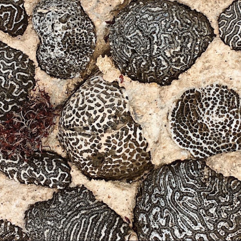 Meet your Posher, Brynn